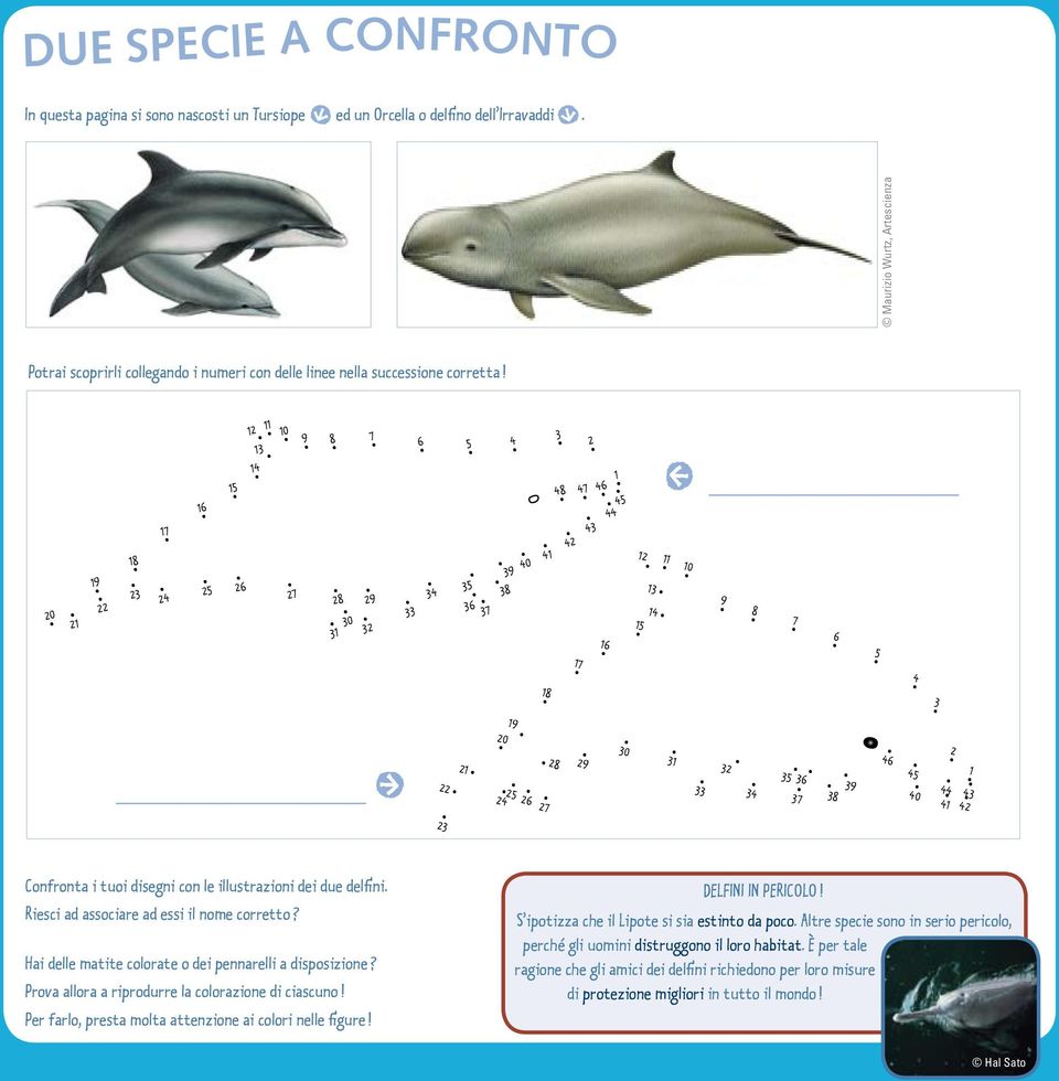 Riesci ad associare ad essi il nome corretto? Hai delle matite colorate o dei pennarelli a disposizione? Prova allora a riprodurre la colorazione di ciascuno!