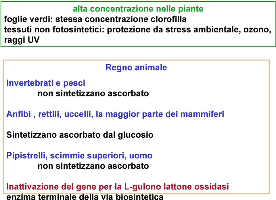 uccelli, la maggior parte dei mammiferi Sintetizzano ascorbato dal glucosio Pipistrelli, scimmie superiori, uomo non