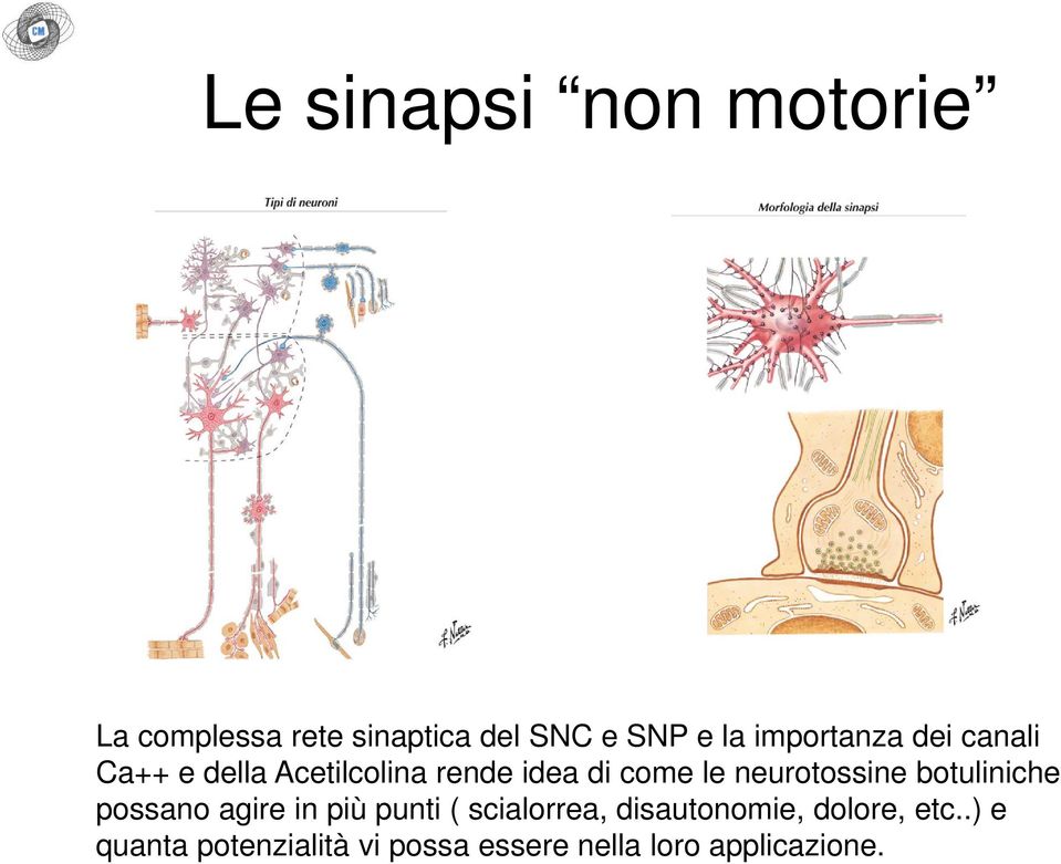 neurotossine botuliniche possano agire in più punti ( scialorrea,