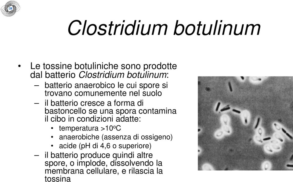 contamina il cibo in condizioni adatte: temperatura >10 o C anaerobiche (assenza di ossigeno) acide (ph di 4,6