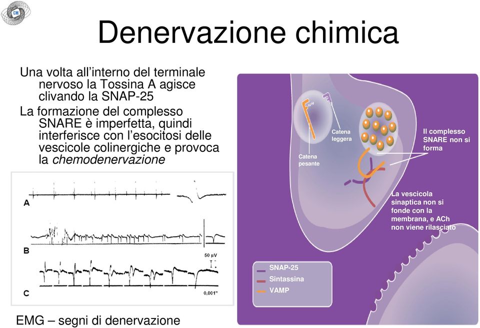 e provoca la chemodenervazione Catena pesante Catena leggera Il complesso SNARE non si forma La vescicola