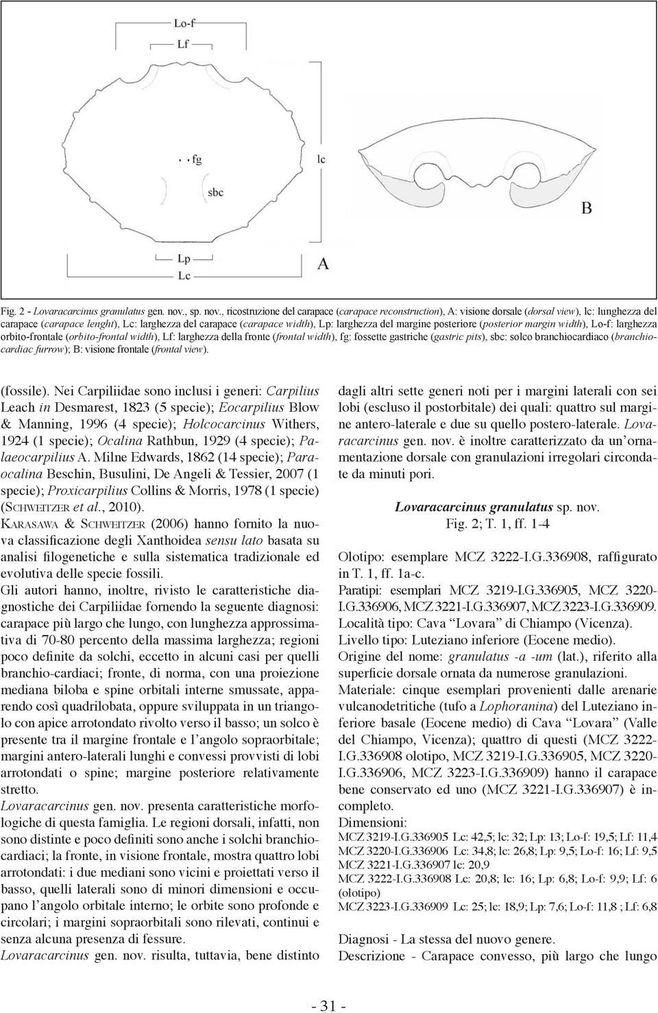 , ricostruzione del carapace (carapace reconstruction), A: visione dorsale (dorsal view), lc: lunghezza del carapace (carapace lenght), Lc: larghezza del carapace (carapace width), Lp: larghezza del