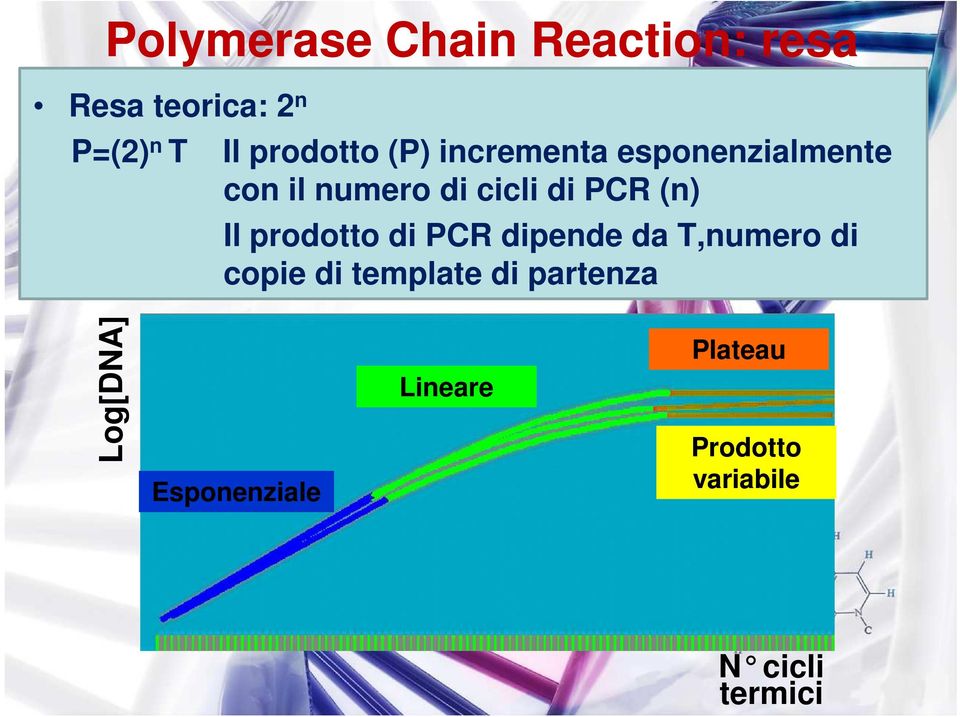 (n) Il prodotto di PCR dipende da T,numero di copie di template di