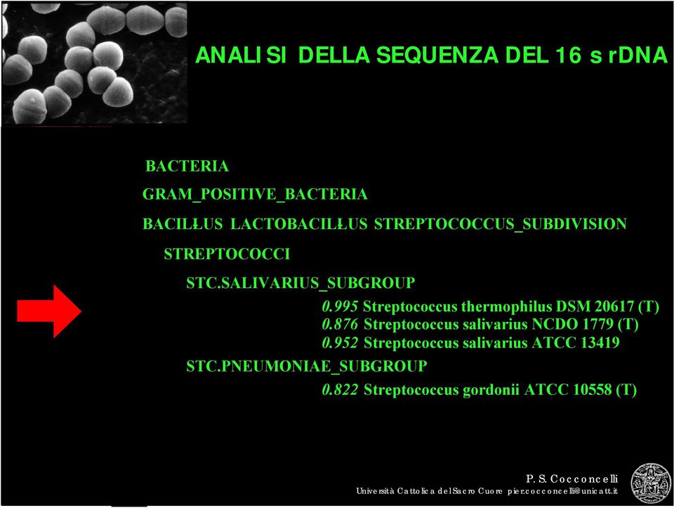 PNEUMONIAE_SUBGROUP 0.995 Streptococcus thermophilus DSM 20617 (T) 0.
