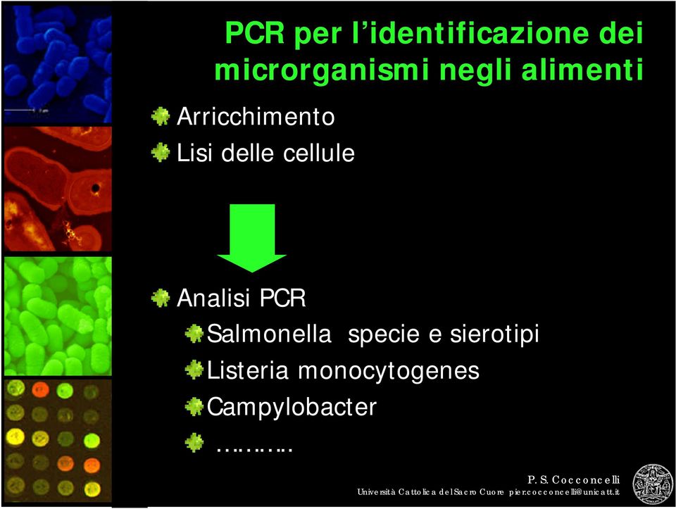 Lisi delle cellule Analisi PCR Salmonella