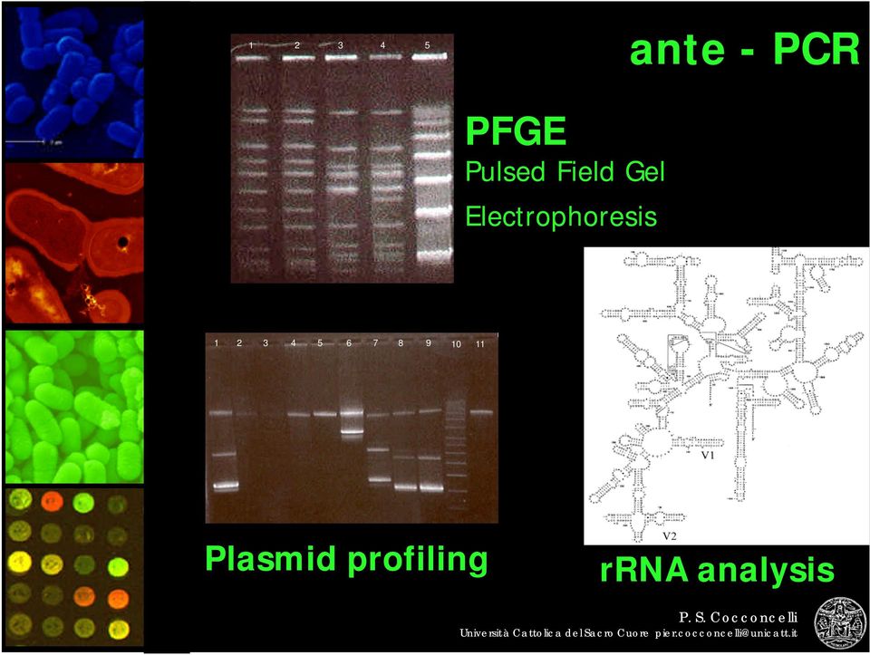 Electrophoresis 1 2 3 4 5 6