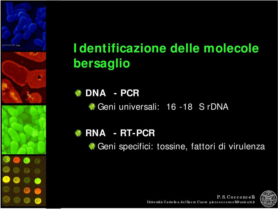 universali: 16-18 S rdna RNA -