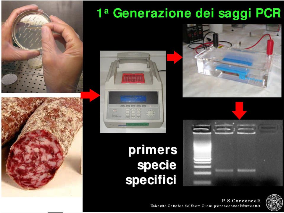 dei saggi PCR