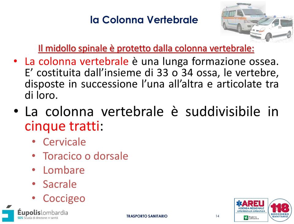 E costituita dall insieme di 33 o 34 ossa, le vertebre, disposte in successione l una all