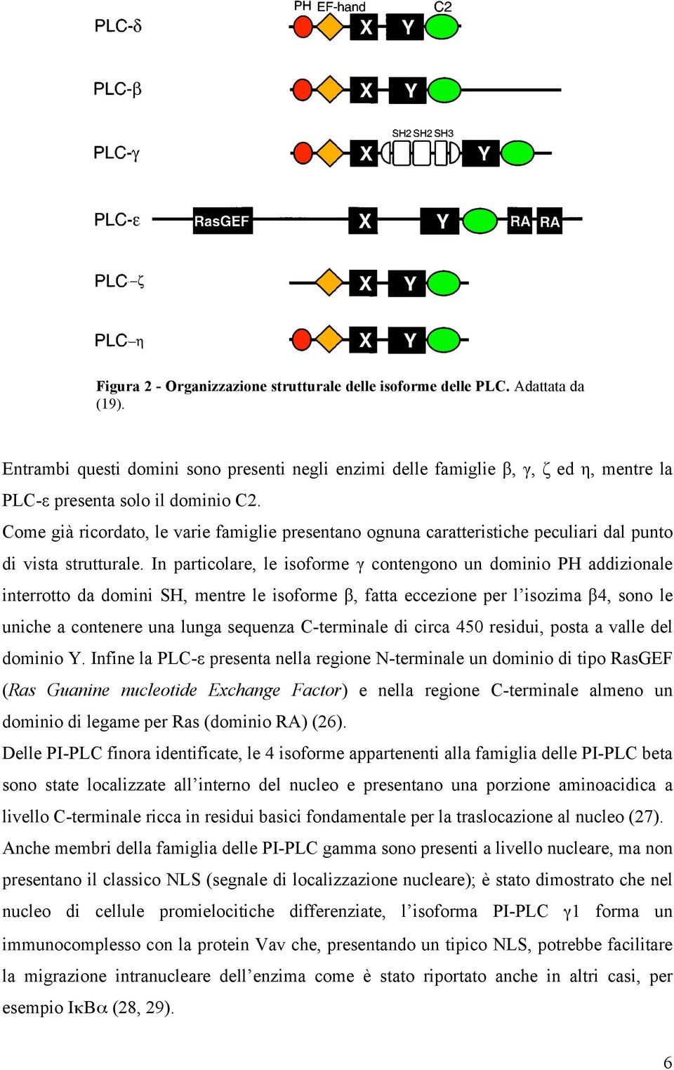 Come già ricordato, le varie famiglie presentano ognuna caratteristiche peculiari dal punto di vista strutturale.