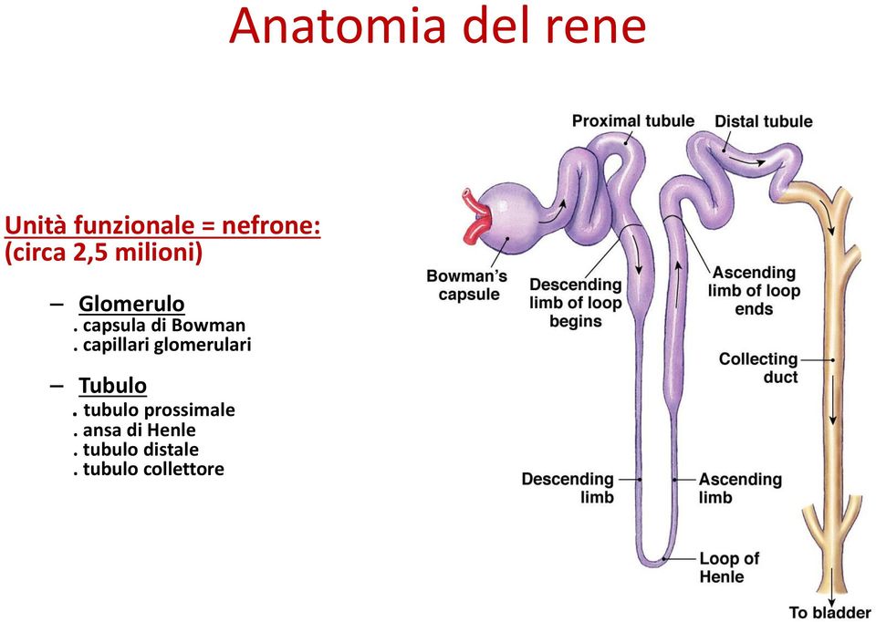 capillari glomerulari Tubulo. tubulo prossimale.