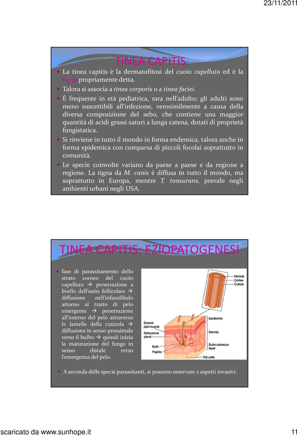 acidi grassi saturi a lunga catena, dotati di proprietà fungistatica.