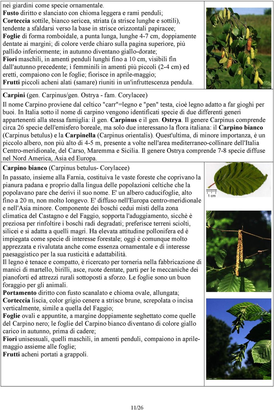 papiracee; Foglie di forma romboidale, a punta lunga, lunghe 4-7 cm, doppiamente dentate ai margini; di colore verde chiaro sulla pagina superiore, più pallido inferiormente; in autunno diventano