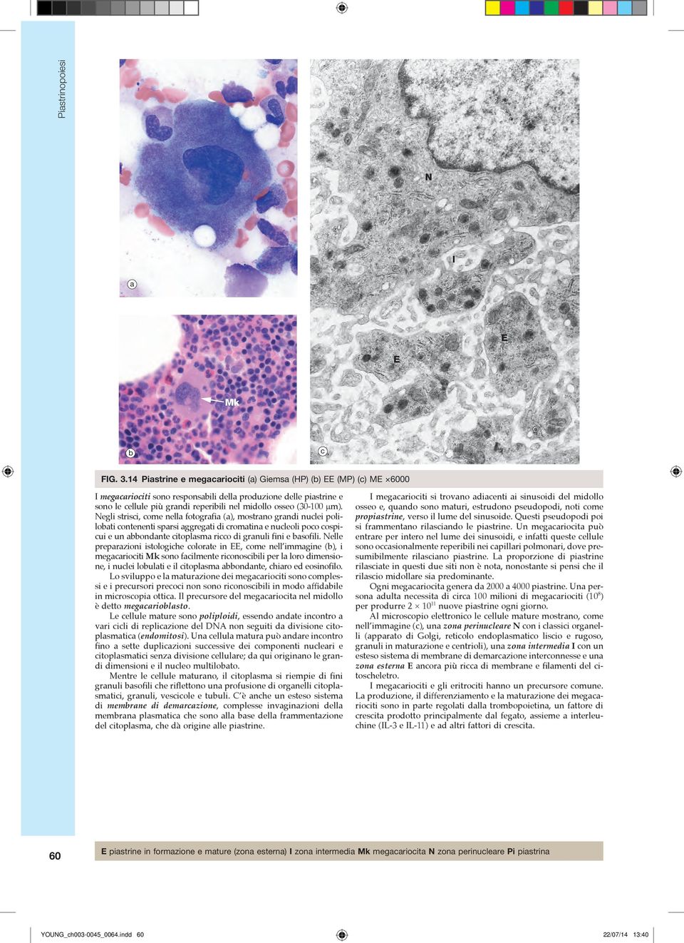 µm). Negli strisci, come nella fotografia (a), mostrano grandi nuclei poliloati contenenti sparsi aggregati di cromatina e nucleoli poco cospicui e un aondante citoplasma ricco di granuli fini e