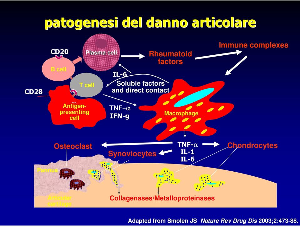 Macrophage Osteoclast Synoviocytes TNF-α IL-1 IL-6 Chondrocytes Pannus Articular