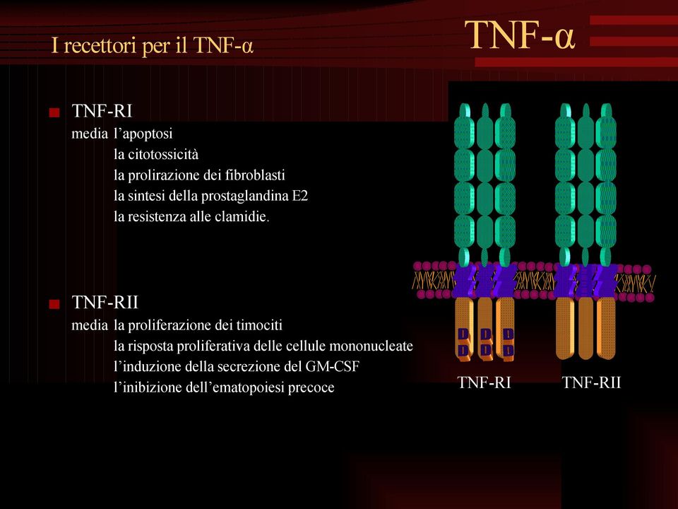 TNF-RII media la proliferazione dei timociti la risposta proliferativa delle cellule