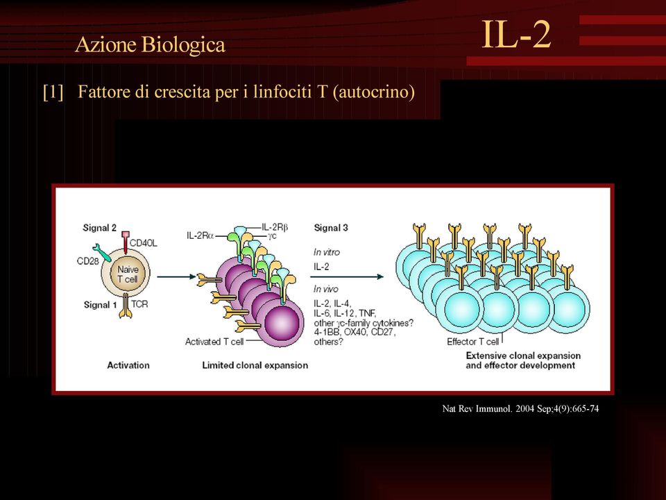 linfociti T (autocrino) Nat