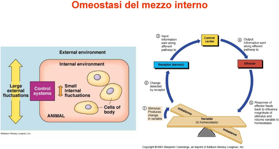 interno