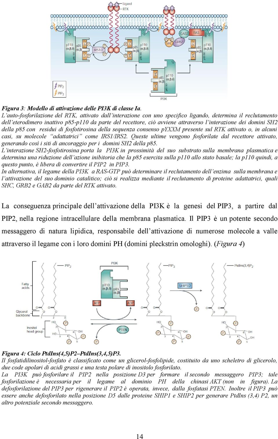 interazione dei domini SH2 della p85 con residui di fosfotirosina della sequenza consenso pyxxm presente sul RTK attivato o, in alcuni casi, su molecole adattatrici come IRS1/IRS2.