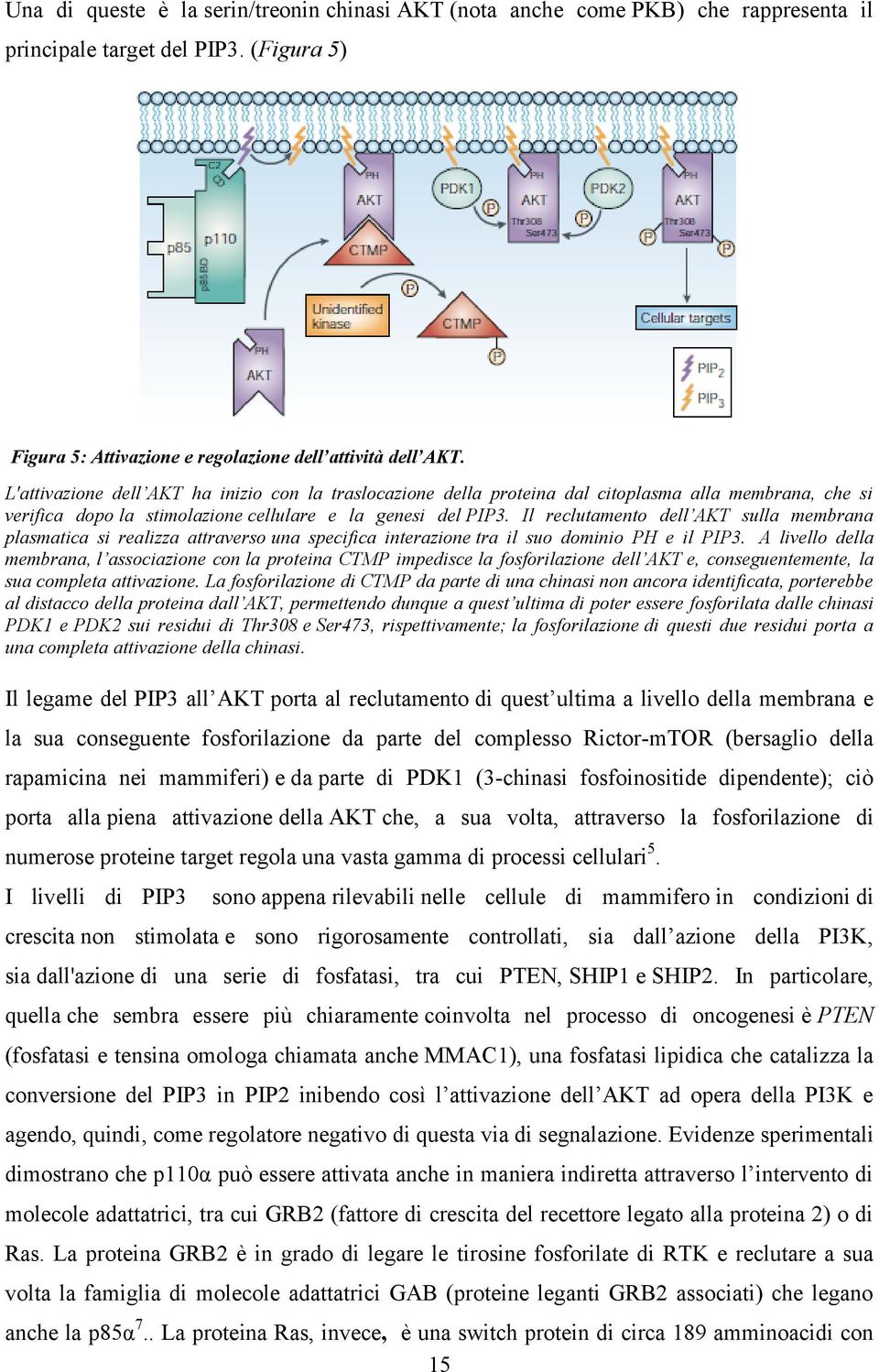 Il reclutamento dell AKT sulla membrana plasmatica si realizza attraverso una specifica interazione tra il suo dominio PH e il PIP3.