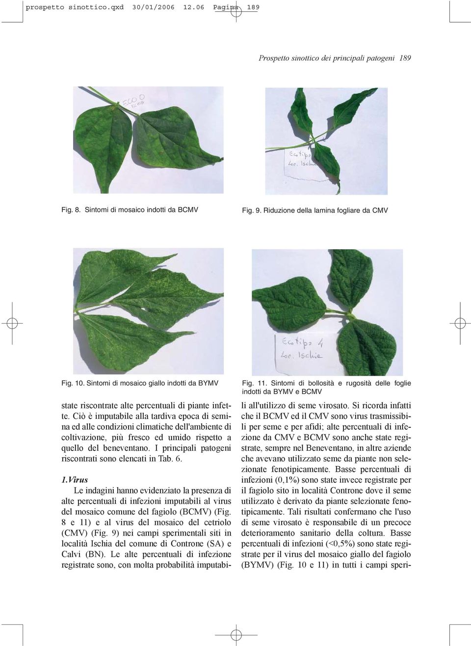 Ciò è imputabile alla tardiva epoca di semina ed alle condizioni climatiche dell'ambiente di coltivazione, più fresco ed umido rispetto a quello del beneventano.