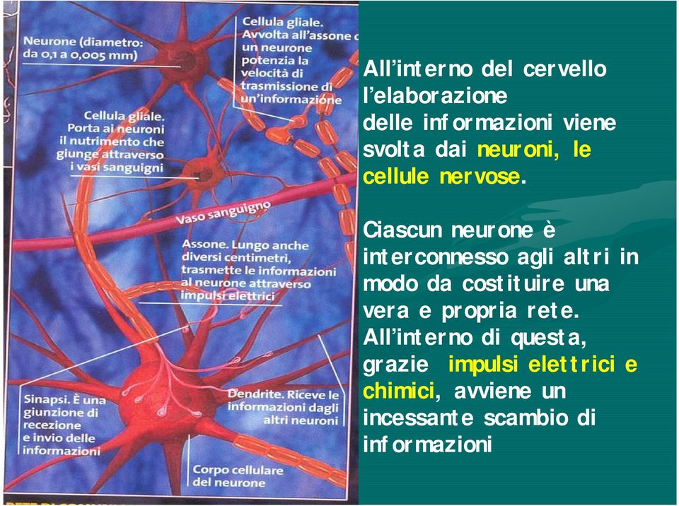 Ciascun neurone è interconnesso agli altri in modo da costituire una vera