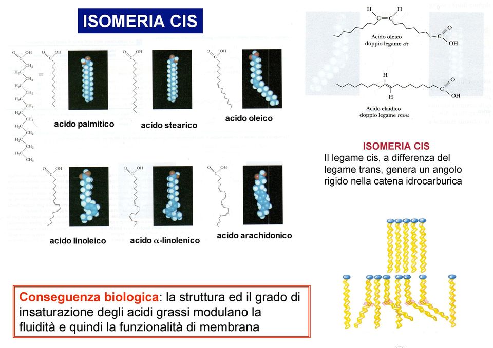 linoleico acido α-linolenico acido arachidonico Conseguenza biologica: la struttura ed il