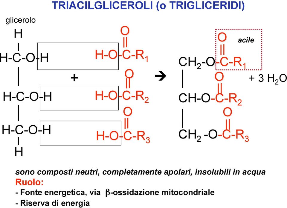 -O-C-R -C-R 3 sono composti neutri, completamente apolari, insolubili in acqua