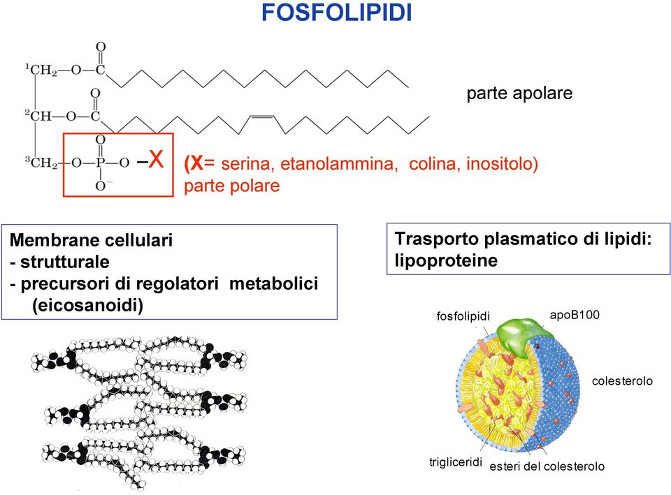 di regolatori metabolici (eicosanoidi) Trasporto plasmatico di lipidi: