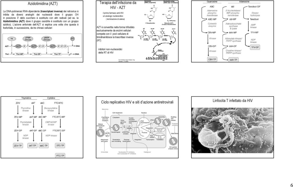 L azione antivirale dell AZT si esplica una volta che questa è fosforilata, in successione, da tre chinasi cellulari Terapia dell infezione da HIV - AZT il primo farmaco anti-hiv un analogo