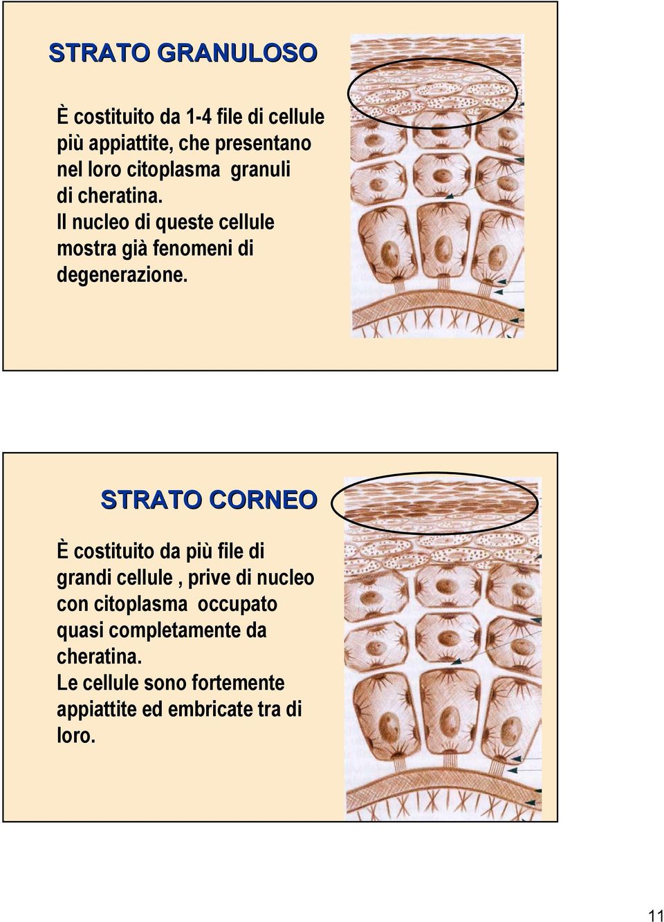 STRATO CORNEO È costituito da più file di grandi cellule, prive di nucleo con citoplasma occupato