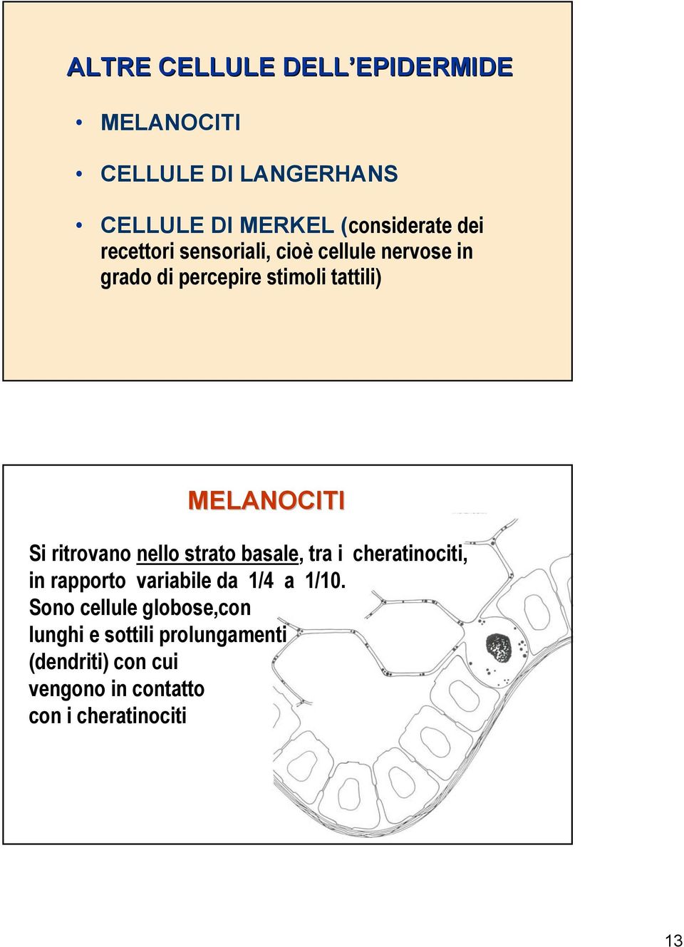 ritrovano nello strato basale, tra i cheratinociti, in rapporto variabile da 1/4 a 1/10.