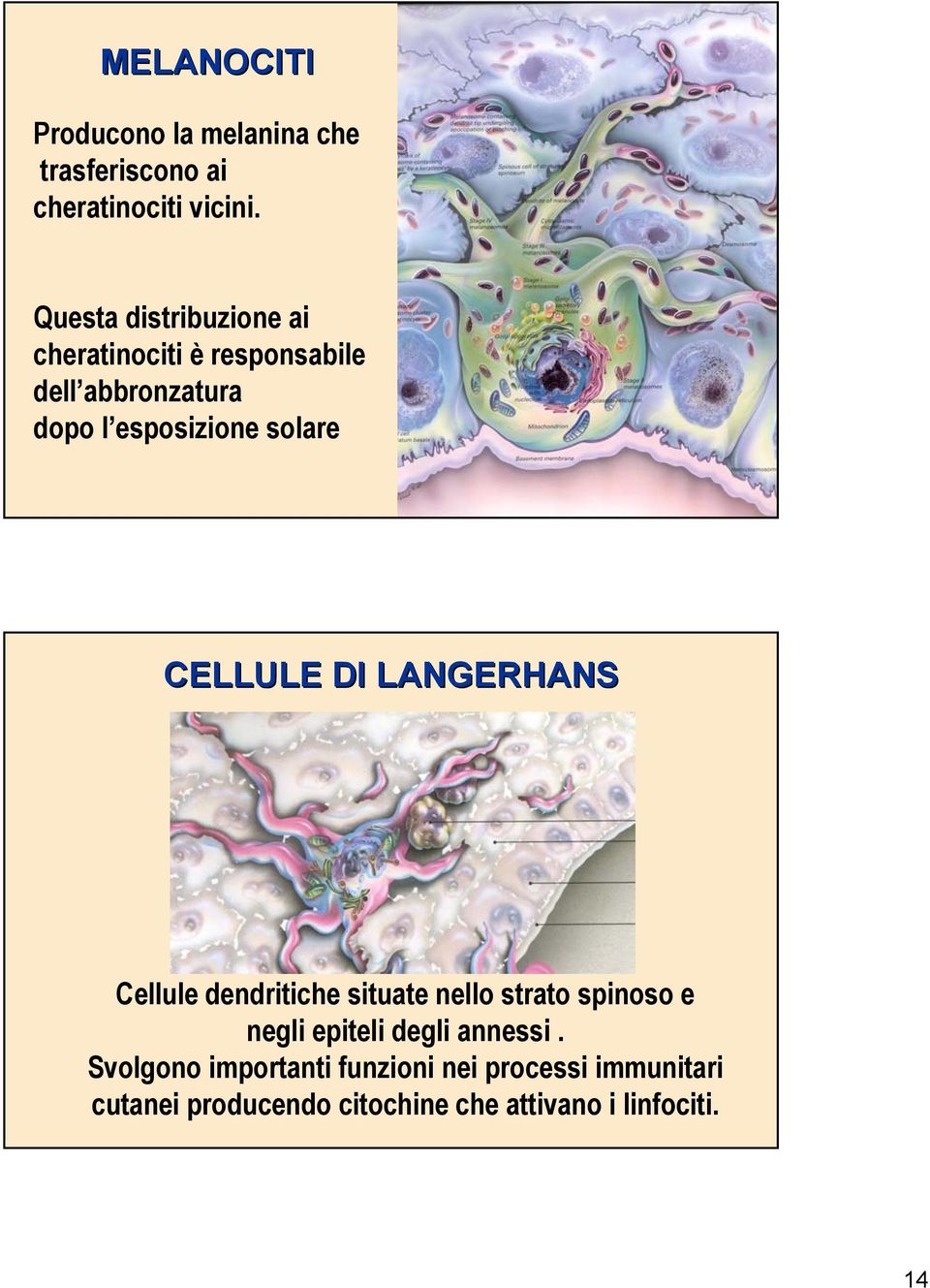 CELLULE DI LANGERHANS Cellule dendritiche situate nello strato spinoso e negli epiteli degli