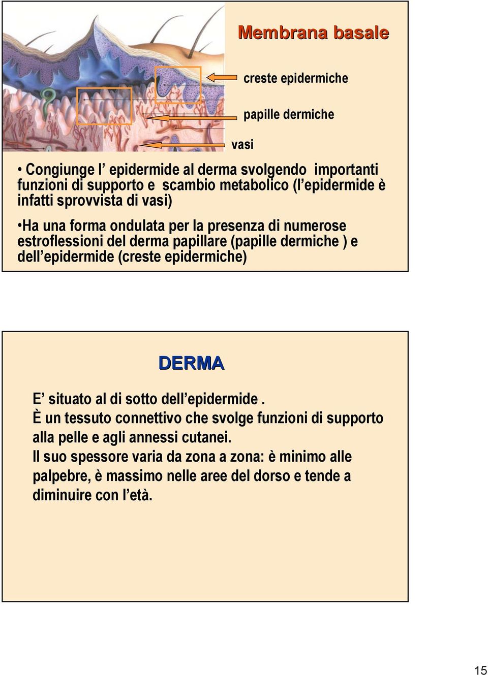 dermiche ) e dell epidermide (creste epidermiche) DERMA E situato al di sotto dell epidermide.
