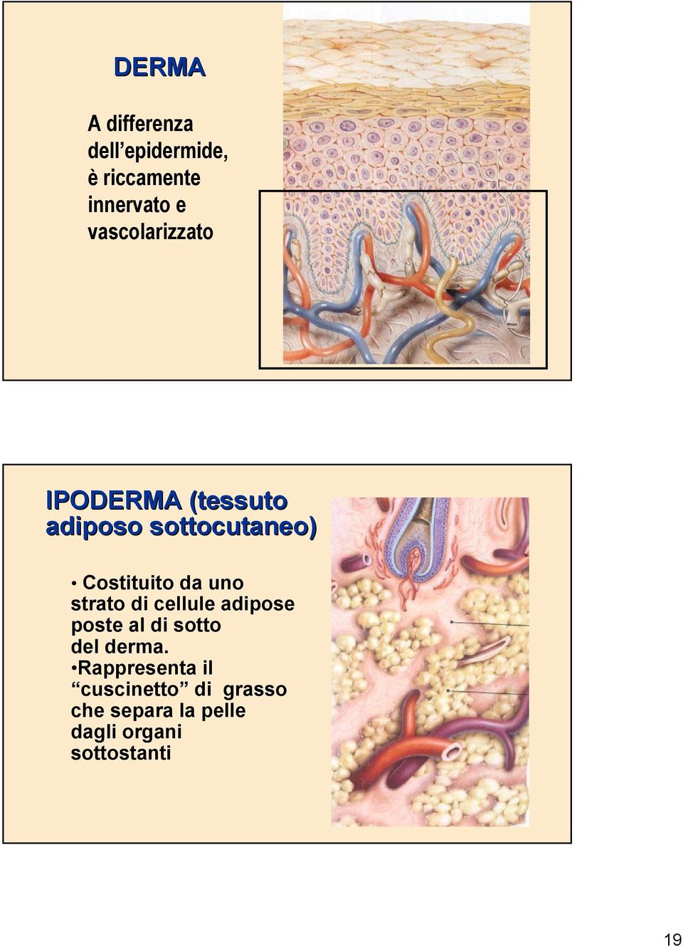 da uno strato di cellule adipose poste al di sotto del derma.