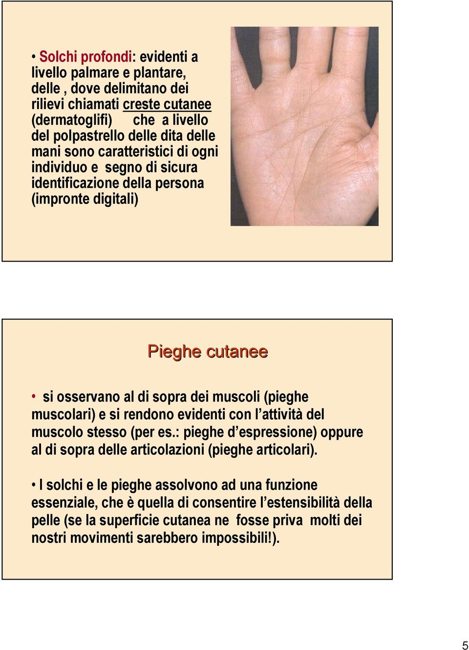 muscolari) e si rendono evidenti con l attività del muscolo stesso (per es.: pieghe d espressione) oppure al di sopra delle articolazioni (pieghe articolari).