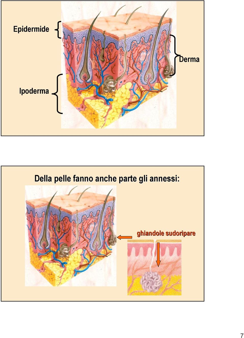 fanno anche parte gli