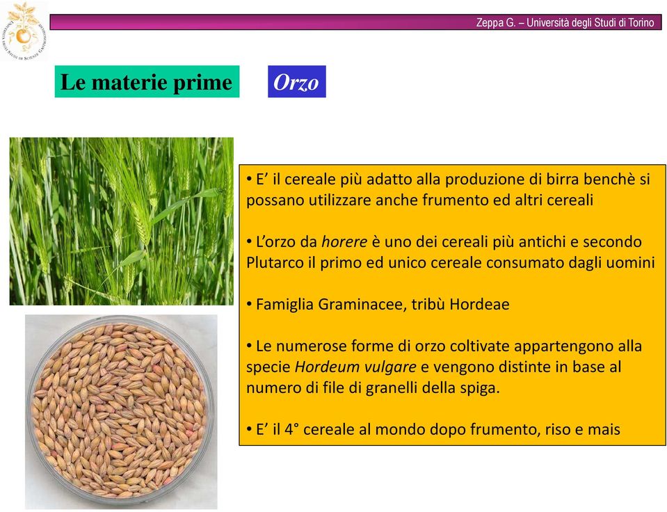 dagli uomini Famiglia Graminacee, tribù Hordeae Le numerose forme di orzo coltivate appartengono alla specie