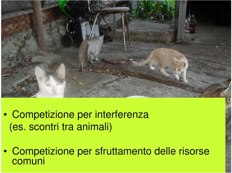 scontri tra animali) 