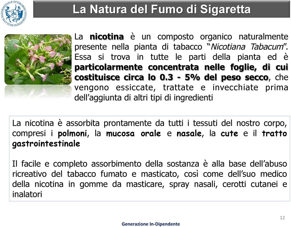 3-5% del peso secco, che vengono essiccate, trattate e invecchiate prima dell aggiunta di altri tipi di ingredienti La nicotina è assorbita prontamente da tutti i tessuti del nostro