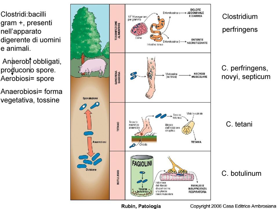 Aerobiosi= spore Clostridium perfringens C.