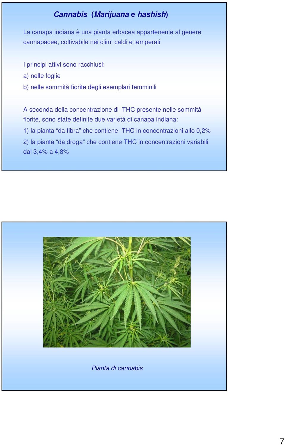 concentrazione di THC presente nelle sommità fiorite, sono state definite due varietà di canapa indiana: 1) la pianta da fibra che