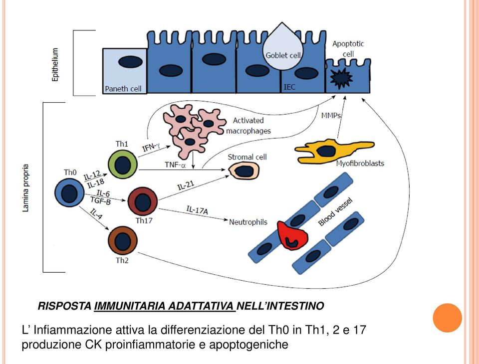 differenziazione del Th0 in Th1, 2 e 17