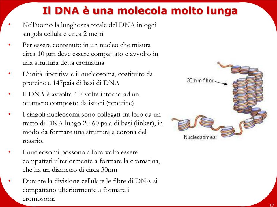 7 volte intorno ad un ottamero composto da istoni (proteine) I singoli nucleosomi sono collegati tra loro da un tratto di DNA lungo 20-60 paia di basi (linker), in modo da formare una struttura