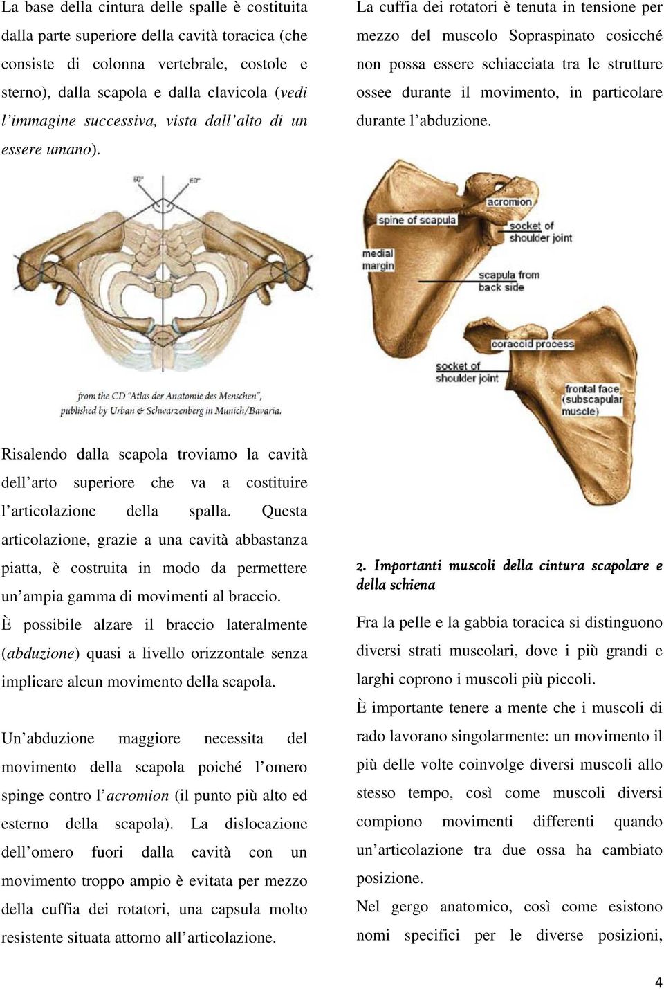 La cuffia dei rotatori è tenuta in tensione per mezzo del muscolo Sopraspinato cosicché non possa essere schiacciata tra le strutture ossee durante il movimento, in particolare durante l abduzione.