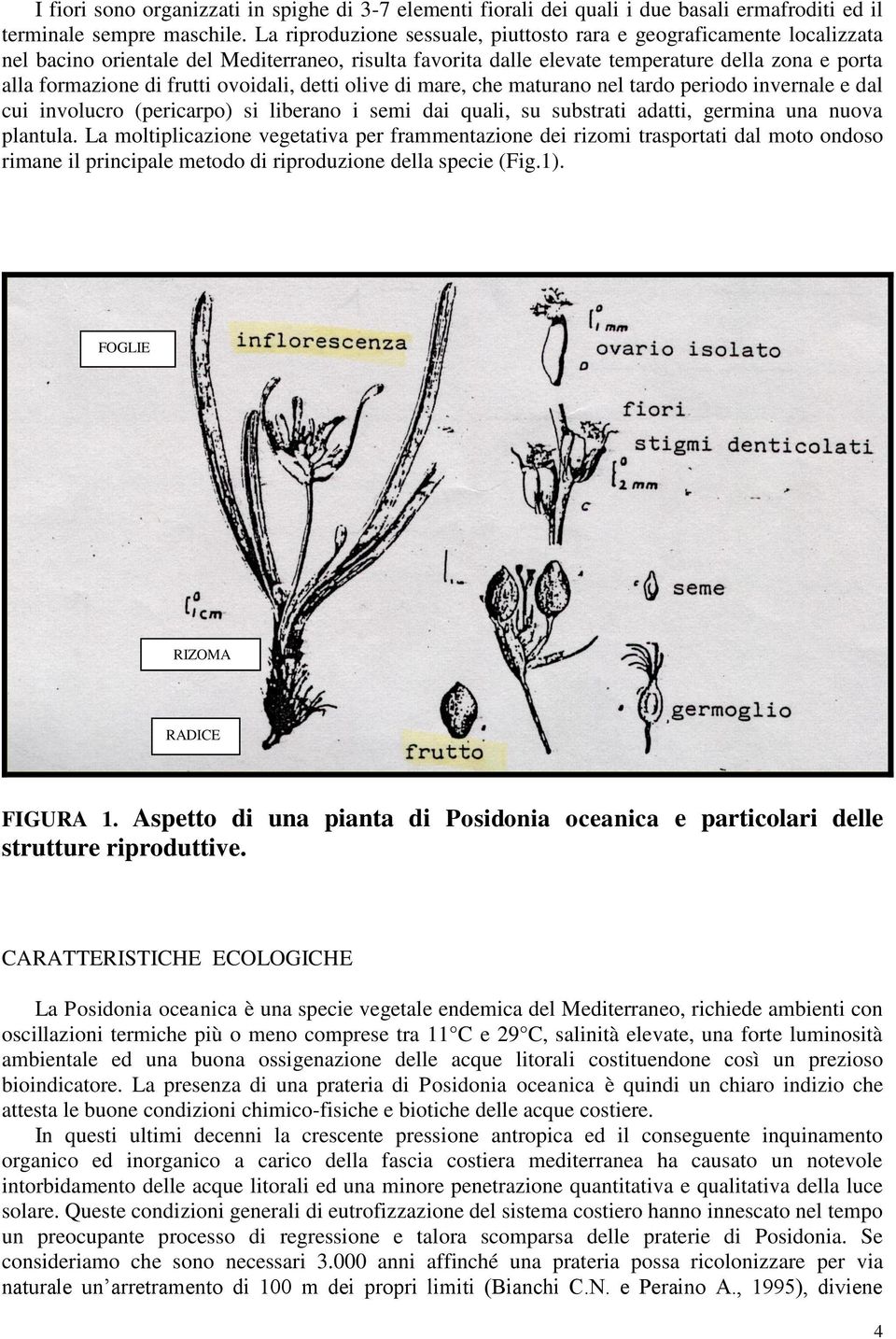 ovoidali, detti olive di mare, che maturano nel tardo periodo invernale e dal cui involucro (pericarpo) si liberano i semi dai quali, su substrati adatti, germina una nuova plantula.