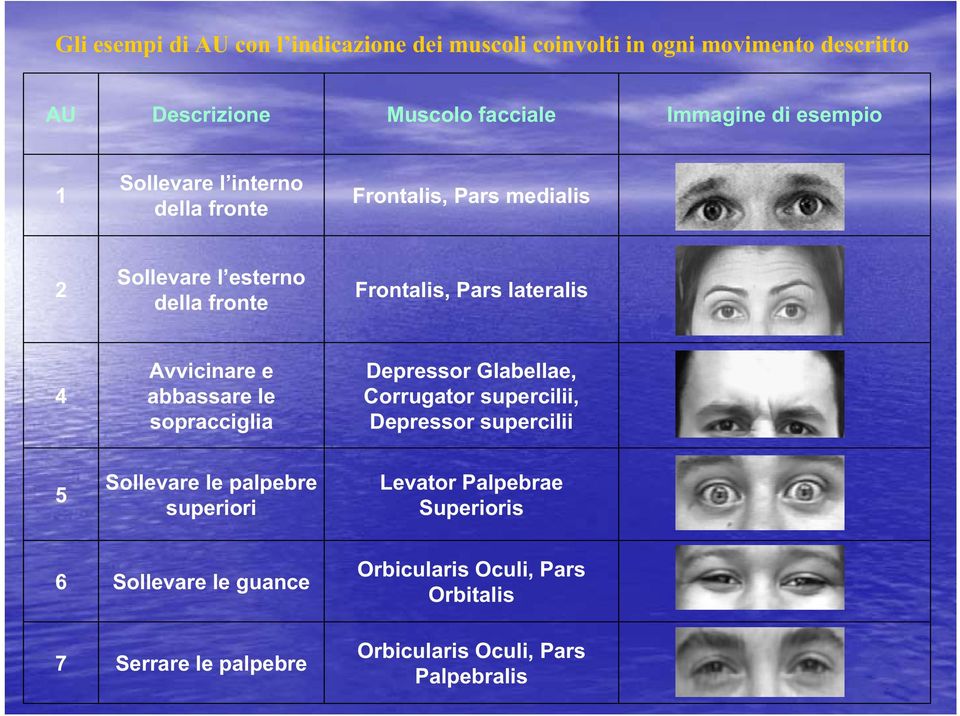 Avvicinare e abbassare le sopracciglia Depressor Glabellae, Corrugator supercilii, Depressor supercilii 5 Sollevare le palpebre