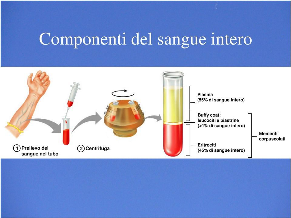 Buffy coat: leucociti e piastrine (<1% di sangue