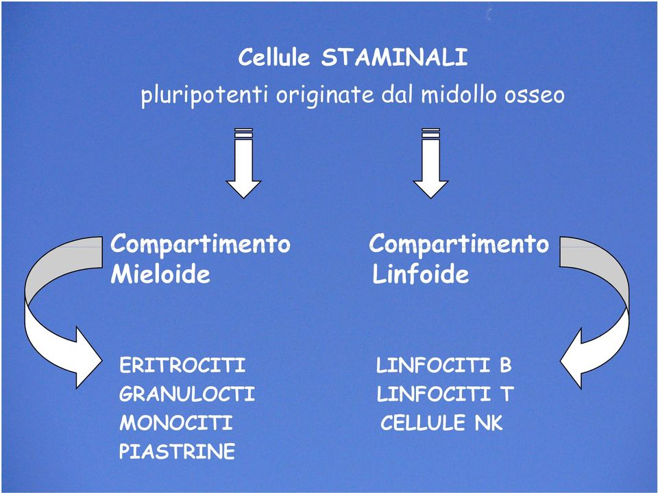 Mieloide Linfoide ERITROCITI LINFOCITI B