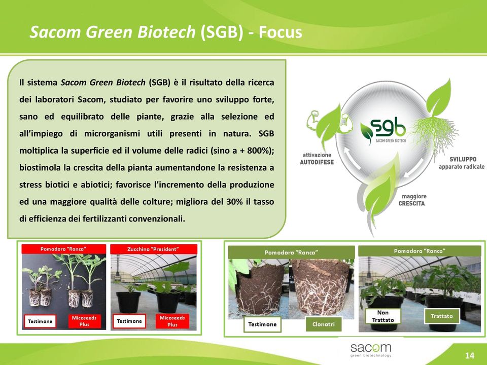 SGB moltiplica la superficie ed il volume delle radici (sino a + 800%); biostimola la crescita della pianta aumentandone la resistenza a stress